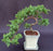 Juniper Bonsai Tree - Trained-(juniper procumbens nana)