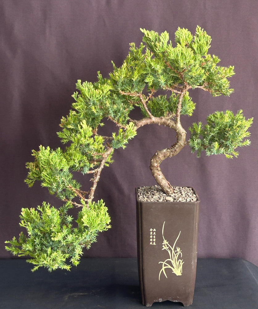 Juniper Bonsai Tree-Cascade Style-(juniper procumbens nana)