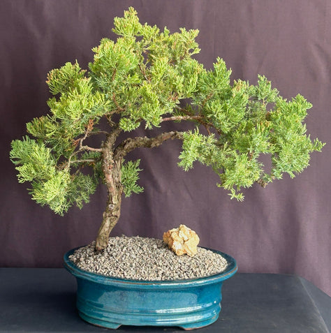 Juniper Bonsai Tree - Trained -(juniper procumbens nana)