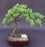 Juniper Bonsai Tree - Trained -(juniper procumbens nana)