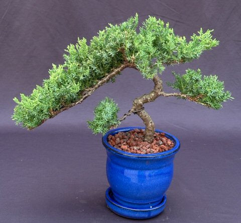 Juniper Bonsai Tree - Trained -(juniper procumbens nana)