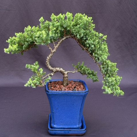 Juniper Bonsai Tree - Trained -(juniper procumbens nana)