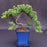 Juniper Bonsai Tree - Trained -(juniper procumbens nana)