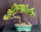 Juniper Bonsai Tree - Trained -(juniper procumbens nana)