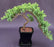 Juniper Bonsai Tree - Trained -(juniper procumbens nana)