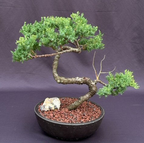 Juniper Bonsai Tree - Trained in Jin Style-(juniper procumbens nana)