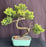 Juniper Bonsai Tree - Trained in Jin Style-(juniper procumbens nana)