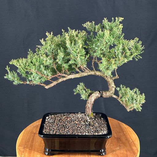 Juniper Bonsai Tree - Trained-(juniper procumbens nana)