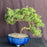 Juniper Bonsai Tree - Trained-(juniper procumbens nana)