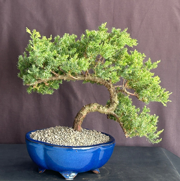 Juniper Bonsai Tree - Trained-(juniper procumbens nana)