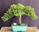 Juniper Bonsai Tree - Trained -(juniper procumbens nana)