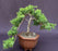 Juniper Bonsai Tree - Trained -(juniper procumbens nana)