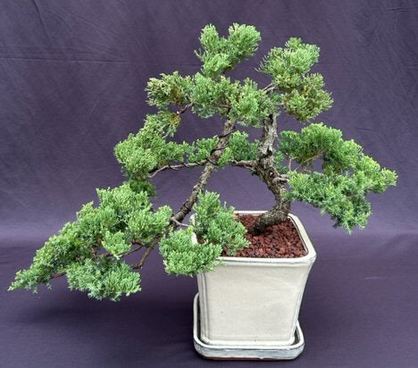 Juniper Bonsai Tree - Cascade Style -(juniper procumbens nana)