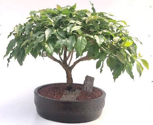 Flowering Bougainvillea Bonsai Tree-(Pink Pixie)