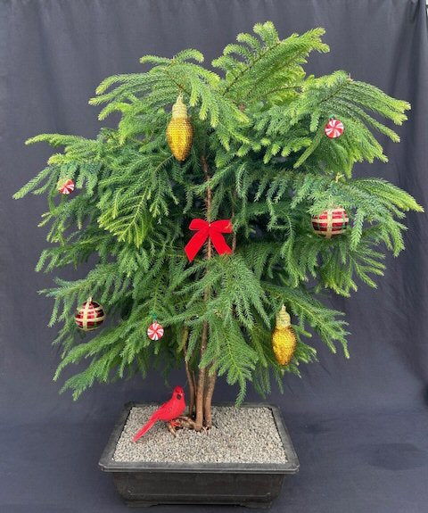Norfolk Island Pine Bonsai Tree-With Holiday Decorations -(araucaria heterophila)-