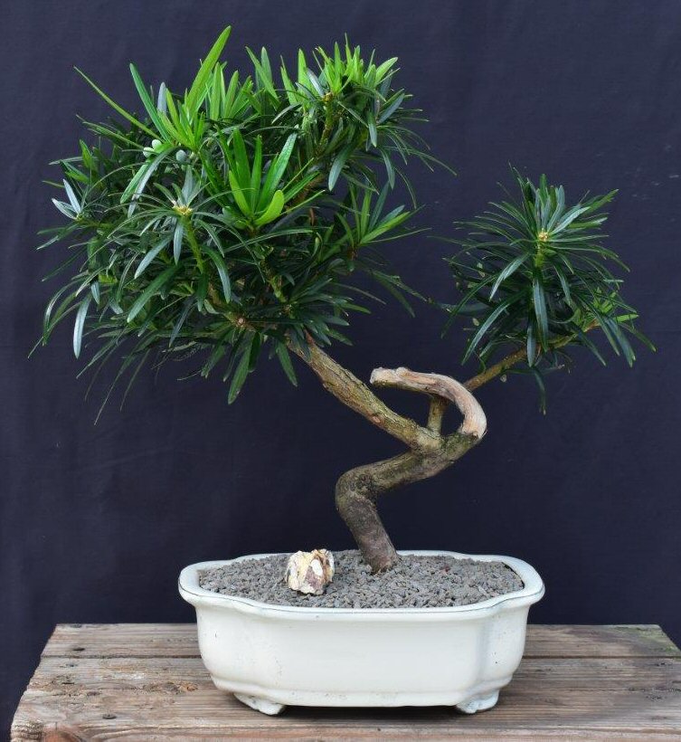 Flowering Podocarpus Bonsai Tree -Curved Trunk Style-(podocarpus macrophyllus)