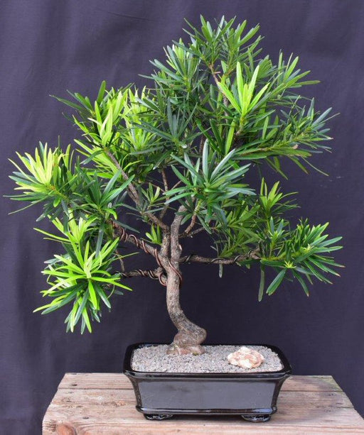Trained Flowering Podocarpus Bonsai Tree-(podocarpus macrophyllus)