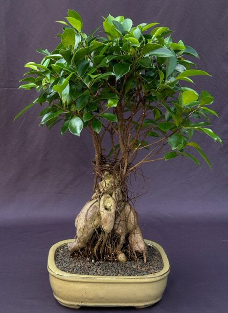 Ginseng Ficus Bonsai Tree-(ficus retusa)