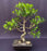 Ficus Retusa Bonsai Tree-Curved Trunk & Tired Branching-(ficus retusa)