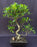 Ficus Retusa Bonsai Tree-Curved Trunk & Tired Branching-(ficus retusa)