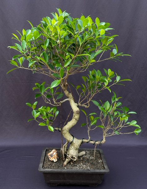 Ficus Retusa Bonsai Tree-Curved Trunk & Tired Branching-(ficus retusa)