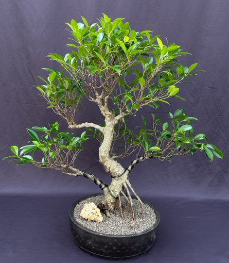 Ficus Retusa Bonsai Tree-Curved Trunk & Tired Branching-(ficus retusa)