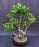 Ficus Retusa Bonsai Tree-Curved Trunk & Tired Branching-(ficus retusa)