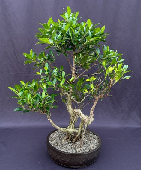 Ficus Retusa Bonsai Tree-Curved Trunk & Tired Branching-(ficus retusa)