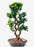 Fruiting Green Emerald Ficus Bonsai Tree-Braided Trunk -(ficus microcarpa)