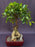 Ginseng Ficus Bonsai Tree-(ficus retusa)