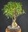 Ginseng Ficus Bonsai Tree-(ficus retusa)