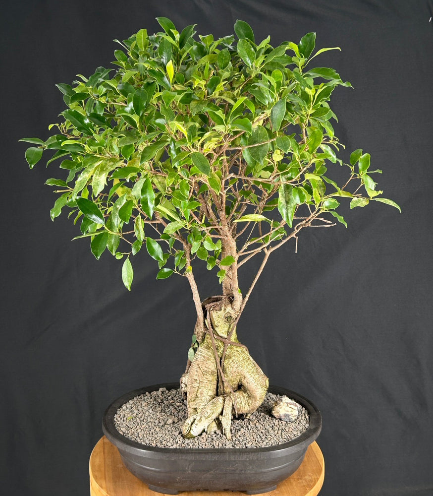 Ginseng Ficus Bonsai Tree-(ficus retusa)