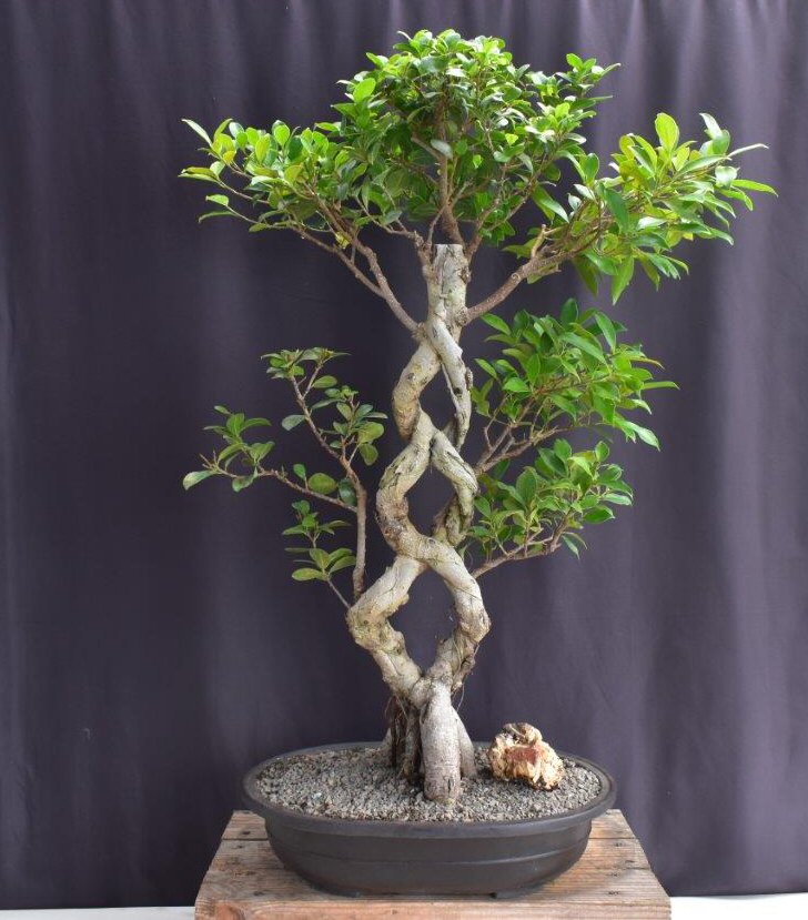 Fruiting Green Emerald Ficus Bonsai Tree-Braided Trunk -(ficus microcarpa)