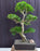 Flowering Ligustrum Bonsai Tree-Curved Trunk & Tiered Branching Style-(ligustrum lucidum)