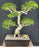 Flowering Ligustrum Bonsai Tree-Curved Trunk & Tiered Branching Style-(ligustrum lucidum)