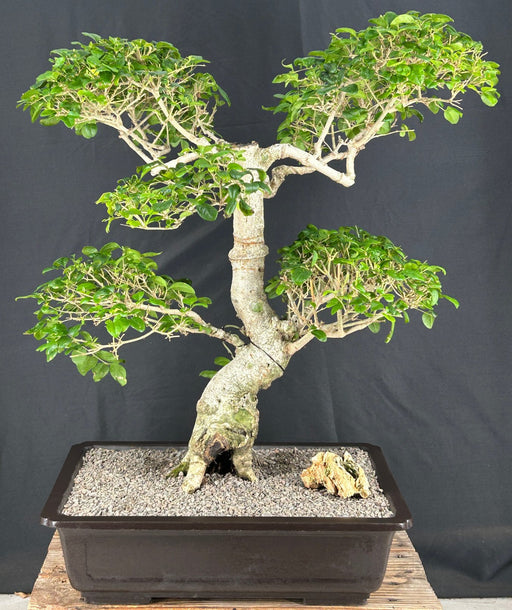 Flowering Ligustrum Bonsai Tree-Curved Trunk & Tiered Branching Style-(ligustrum lucidum)