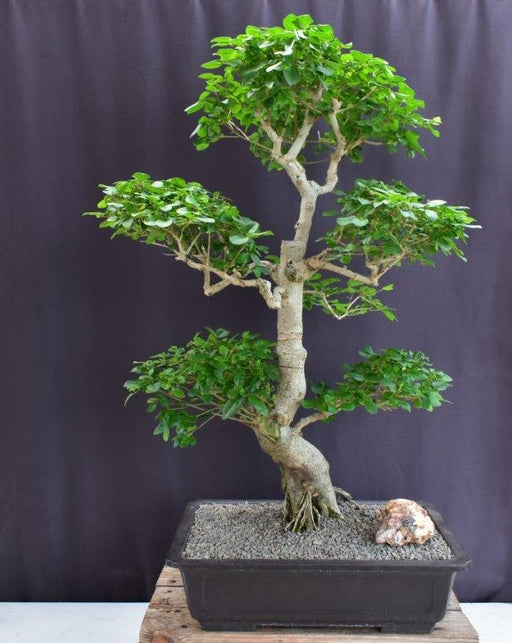 Flowering Ligustrum Bonsai Tree-Curved Trunk & Tiered Branching Style-(ligustrum lucidum)