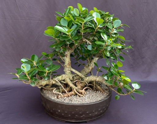 Green Island Ficus Bonsai Tree-(ficus microcarpa)