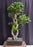 Fruiting Green Emerald Ficus Bonsai Tree-Braided Trunk -(ficus microcarpa)