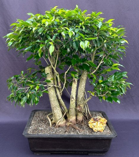 Ficus Philippinensis Bonsai Tree-Exposed Root & Banyan Style-(ficus philippenensis)