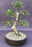 Chinese Elm Bonsai Tree-Tiered Branching Style-(ulmus parvifolia)
