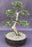 Chinese Elm Bonsai Tree-Tiered Branching Style-(ulmus parvifolia)