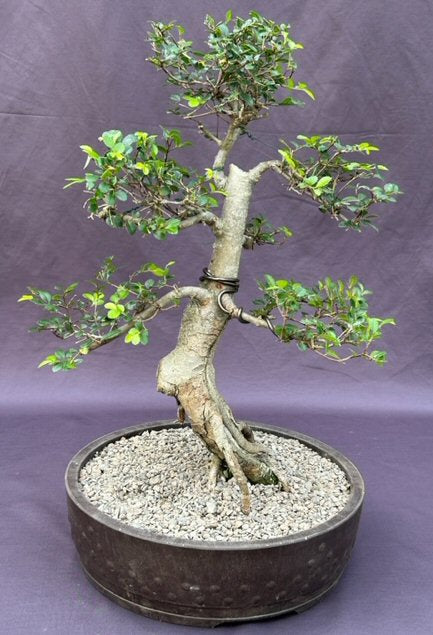 Chinese Elm Bonsai Tree-Tiered Branching Style-(ulmus parvifolia)