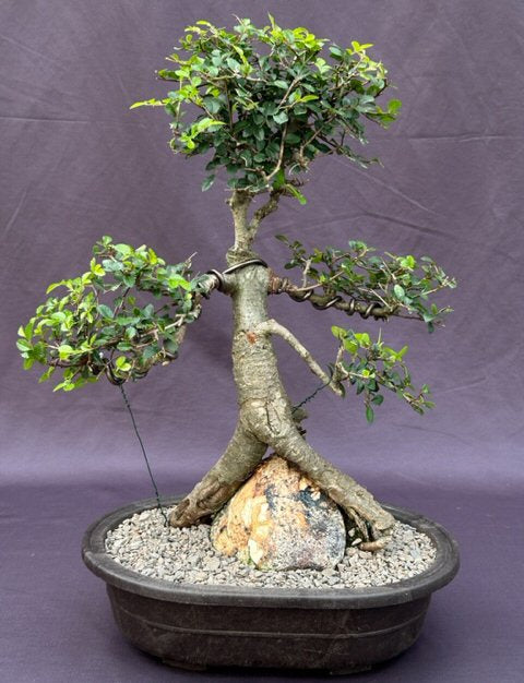 Chinese Elm Bonsai Tree-Root Over Rock Style-(ulmus parvifolia)