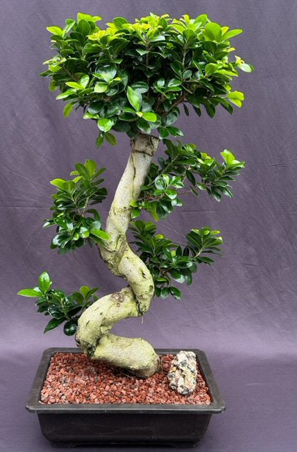 Fruiting Green Emerald Ficus Bonsai Tree-Curved Trunk & Tiered Branching-(ficus microcarpa)