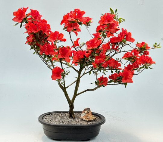 Flowering Red Azalea Bonsai Tree-('Hino Crimson' (Kurume)