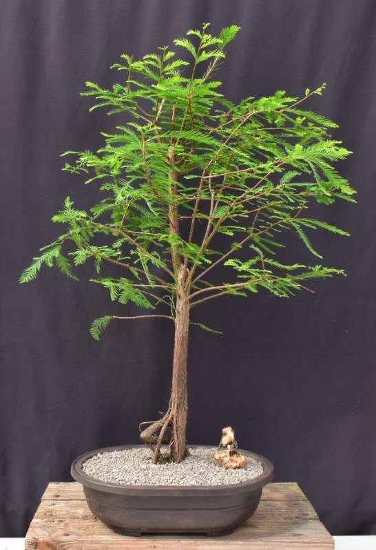 Bald Cypress Bonsai Tree-(taxodium distichum)