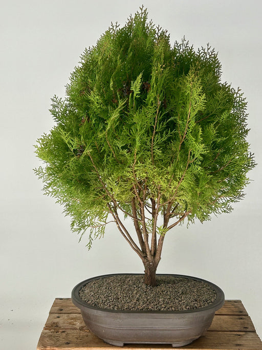 Gold Lawson Cypress Bonsai Tree-(Chamaecyparis lawsoniana 'Kelleriis Gold')