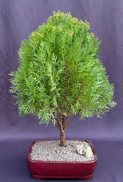 Gold Lawson Cypress Bonsai Tree-(Chamaecyparis lawsoniana 'Kelleriis Gold')