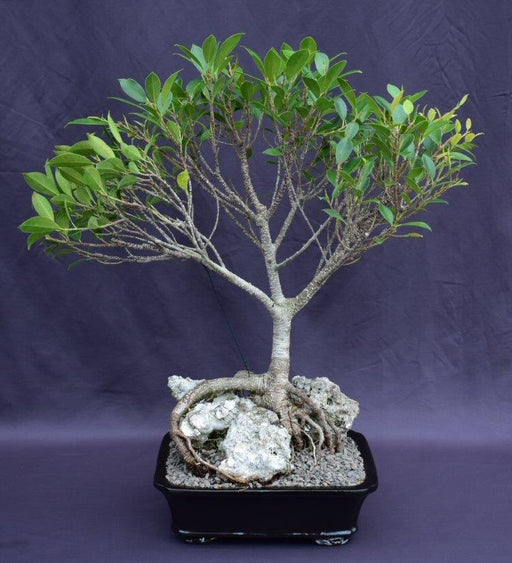 Ficus Retusa Bonsai Tree-Root over Rock Style -(ficus retusa)